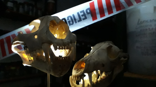 La provincia presenta “Noche de Terror, Fauna Amenazada” en el Museo Ameghino