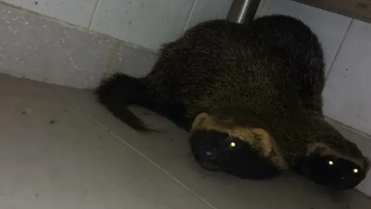 Rescataron una pareja de hurones en un shopping de la ciudad