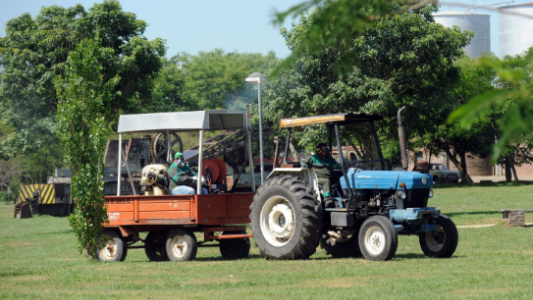 Invasión de mosquitos: Hoy comienzan a fumigar en la ciudad