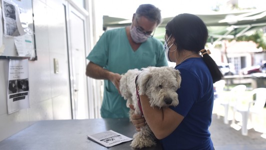 Dónde habrá castración de animales de compañía este jueves