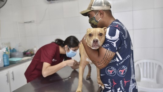 Castración de animales de compañía, bacheo e iluminación previstos para este 25 de noviembre