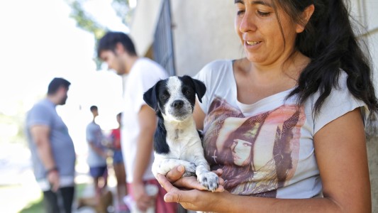 Este lunes habrá castración de animales de compañía, trabajos de bacheo e iluminación