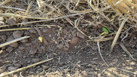 Sequía en Santa Fe: En el centro norte destruyen maíces y frenan la siembra de soja