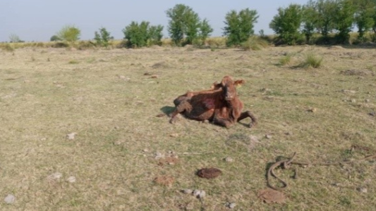 Por la sequía, aseguran que hay unos 26 millones de cabezas de ganado en riesgo