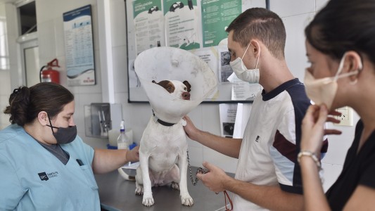 Esta semana habrá vacunación y castración para animales de compañía