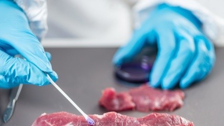 En la provincia de Santa Fe no se registran casos de infección de Salmonella o Shigella