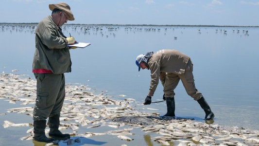 Vera y Pintado: no se van a retirar los peces muertos de la Laguna del Plata