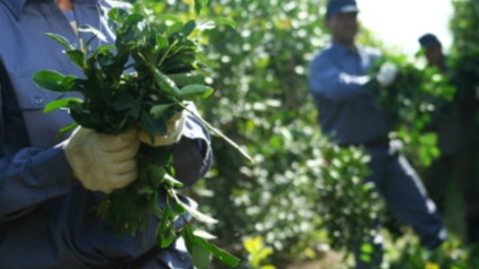 Afirman que la situación del sector productivo de la yerba mate es crítico debido a la sequía