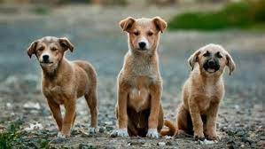 Perritos en busca de una familia