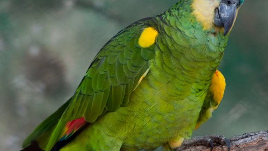 Recuerdan medidas de prevención para evitar contraer psitacosis