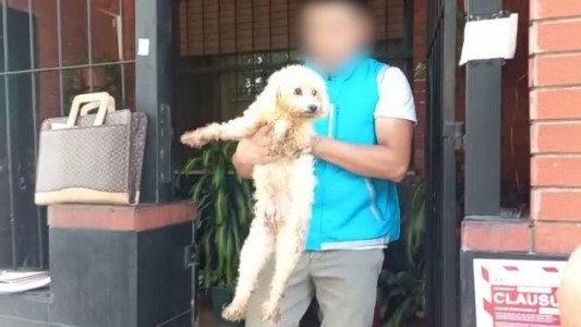 Criadero ilegal en Liniers: rescataron a 17 caniches