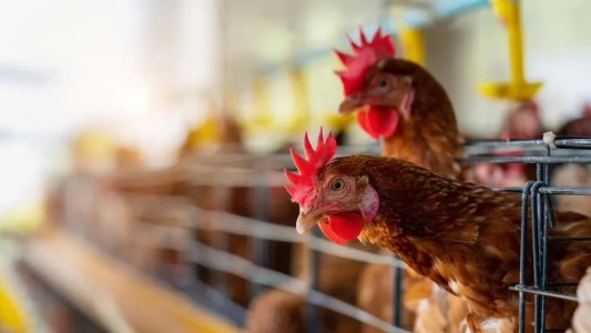 Confirman el segundo caso de gripe aviar en la provincia y suman 14 en el país