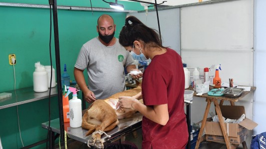 La Municipalidad de Santa Fe concientiza sobre la importancia de las castraciones de animales de compañía