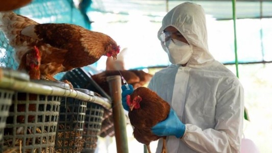 Gripe aviar: Información y consejos de Senasa ante la aparición de un nuevo caso