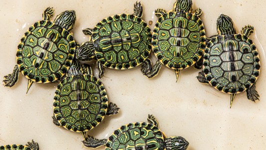 Biodiversidad: Nacieron nueve crías de tortugas de la Reserva Ecológica de la UNL