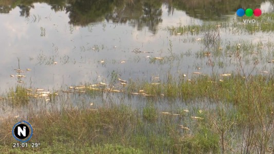Mortandad de peces en la Bajada Di Stéfano: por qué se produce