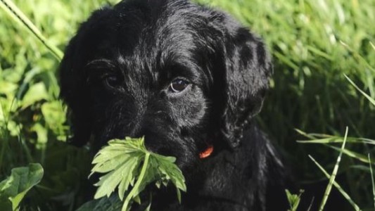 Neuquén: le tomaron juramento a un perro en el Poder Judicial