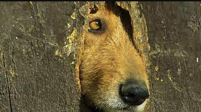 Deberá pagar los gastos de recuperación de su perro al que maltrató durante 10 años