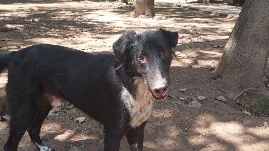 El Refugio de la Protectora de Animales cuenta con agua gracias a una generosa donación