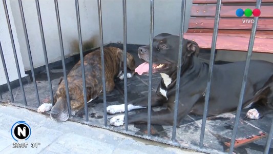 Héroes inesperados: dos perros salvaron a sus dueños de un robo