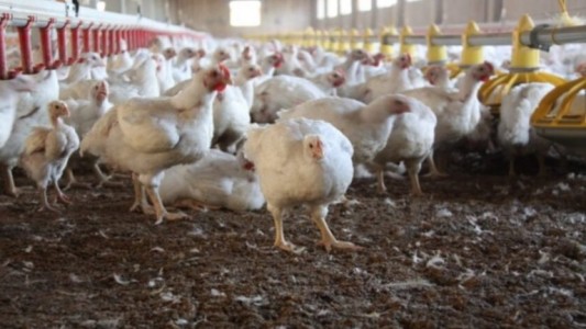 Confirmaron ocho nuevos casos de gripe aviar en la última semana