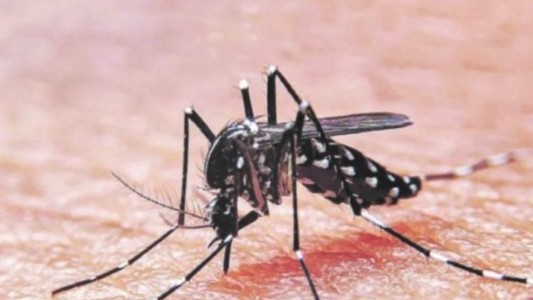 Para el ministro de Salud bonaerense, "estamos en el momento máximo de pico de una epidemia de dengue"