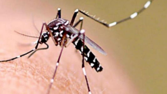 Volvieron a subir los casos de dengue en la provincia