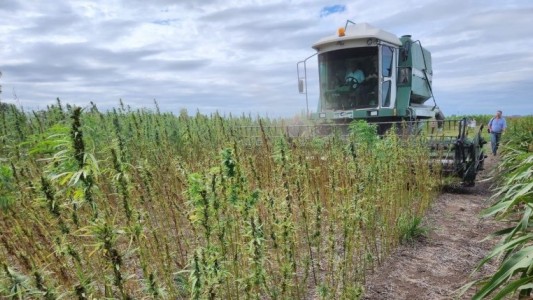 Argentina cosechará cáñamo industrial después de 50 años