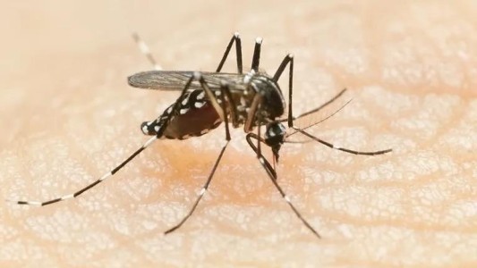 Dengue: avanzan con éxito en el desarrollo de una formulación líquida