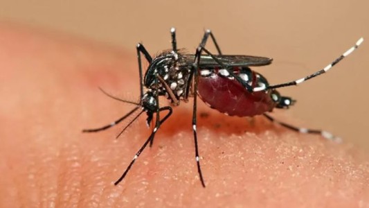 Declararon la emergencia sanitaria en Santiago del Estero por los casos de dengue