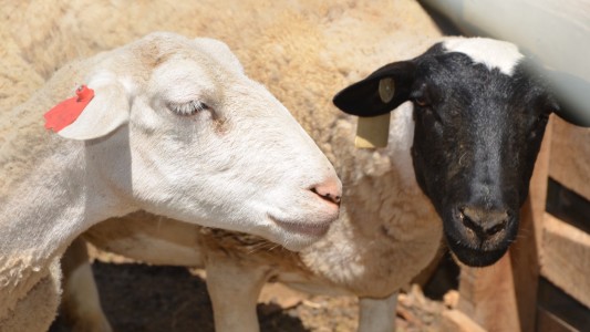 La provincia dispone de $21 millones para financiar el desarrollo de la actividad ovina