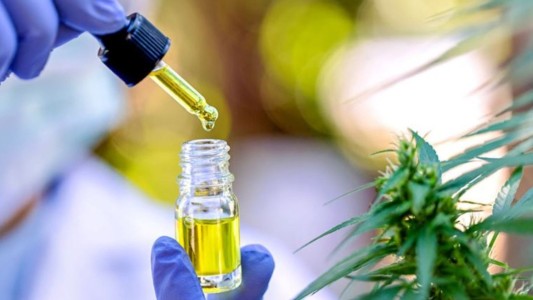 Investigadoras santafesinas estudian nuevos usos del cannabis medicinal