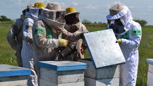 Abren las inscripciones para la capacitación en iniciación apícola