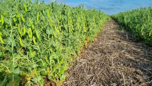 Legumbres: fuerte impulso provincial para incorporar tecnología al sector