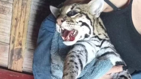 Jujuy: Una pareja de turistas rescató a un gato onza atropellado en la ruta nacional 34