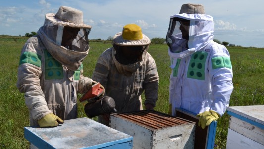 Apicultura: una economía regional que se fortalece en Santa Fe