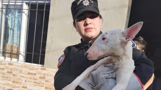 Rescataron a tres perros que sufrían maltrato animal