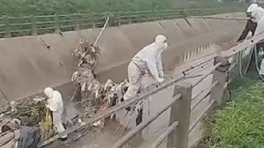 Horror en Tigre: hallaron el cadáver de un hombre en un arroyo