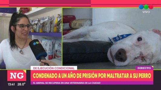 Cómo evoluciona Dimitri, el perro maltratado por su dueño al que condenaron este domingo