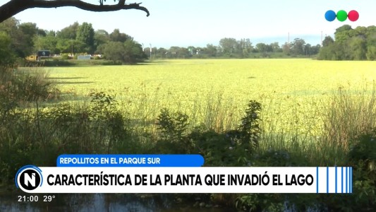 Qué es la vegetación que cubrió casi todo el lago del Parque del Sur