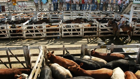 La hacienda subió casi 40% y le mete más presión a los precios de la carne