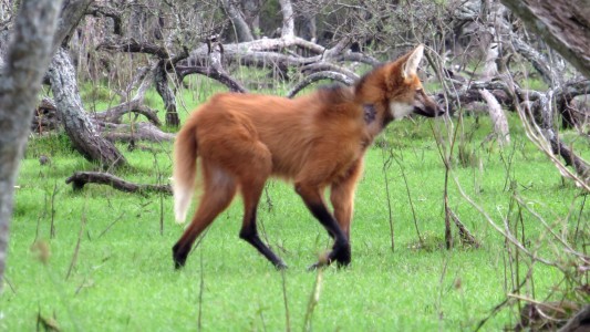 Ante la aparición de animales silvestres recomiendan dar aviso al 911