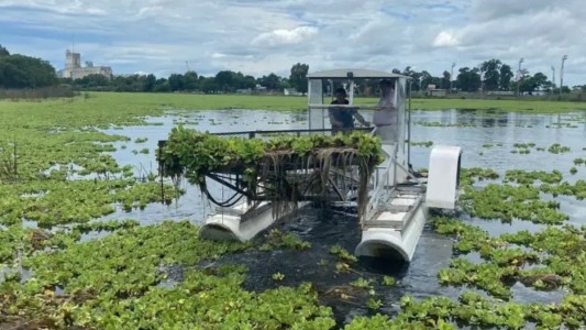 Llegó la cosechadora acuática para sacar los repollitos del Parque Sur