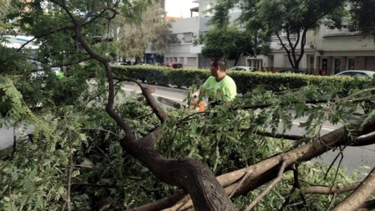 Caídas de árboles, anegamientos de calles y cortes de luz por temporal en la ciudad