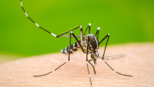 Nuevo operativo de bloqueo por casos de dengue