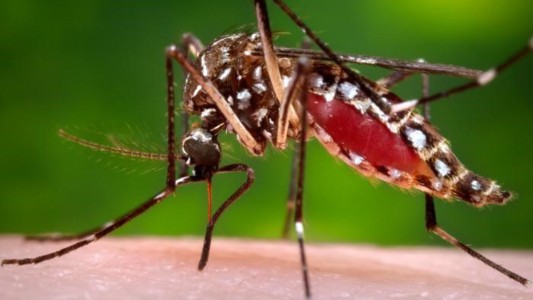 Salud confirmó 525 nuevos casos de dengue y 17 de chikungunya en la provincia