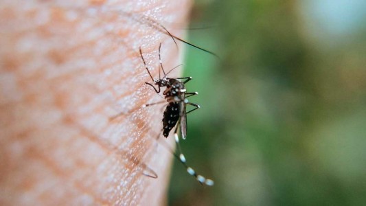 Dengue en Santa Fe: casos en aumento y recomendaciones desde Salud