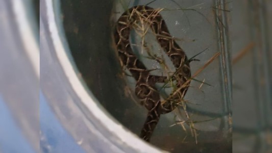 Rescate de una yarará en una escuela del Paraje La Boca