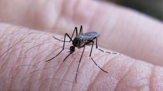 Dengue en Santa Fe: La Capital sigue sin casos reportados