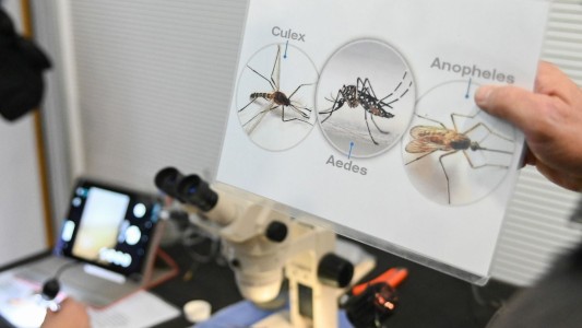Objetivo Dengue: cómo funciona la red de monitoreo que permitió detectar la presencia del mosquito todo el año